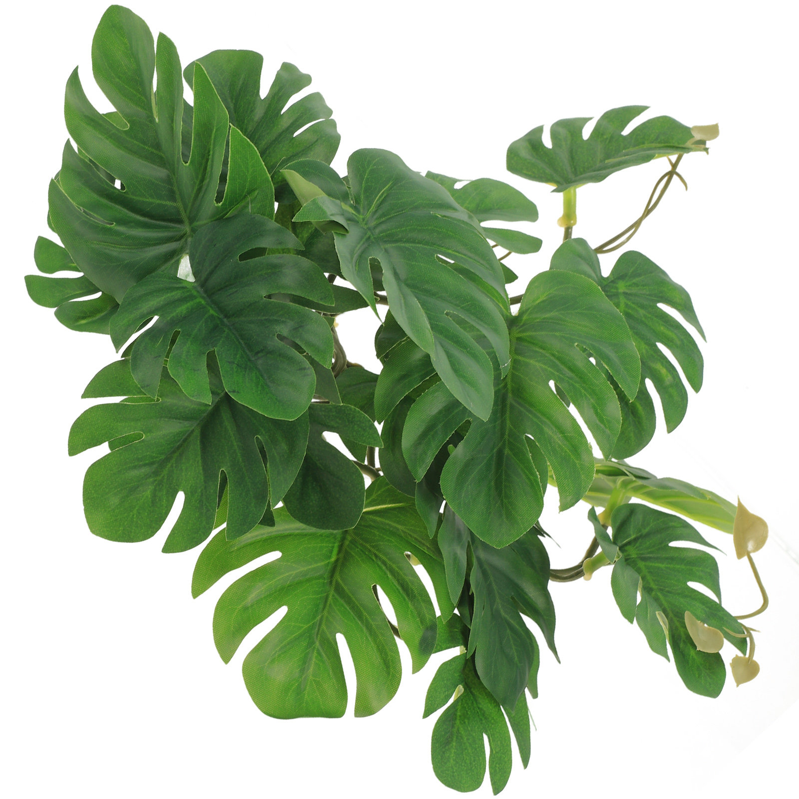 Non Planted Aquarium Fish - Safe Non Toxic Reptile Plants for