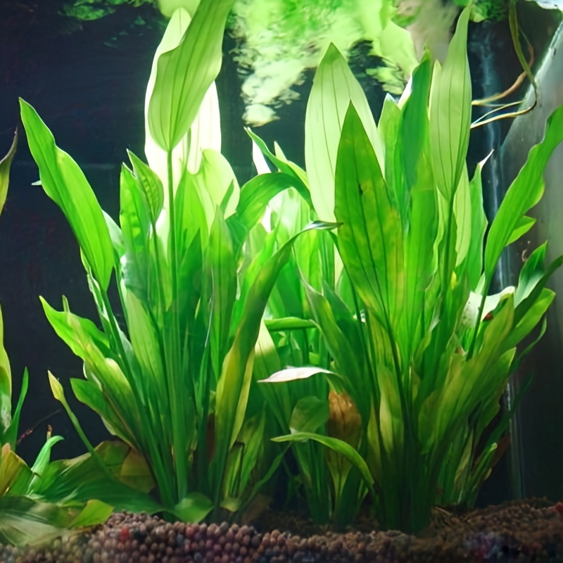 10pcs Artificial Aquatic Plant - Non Planted Aquarium Fish recension och pris