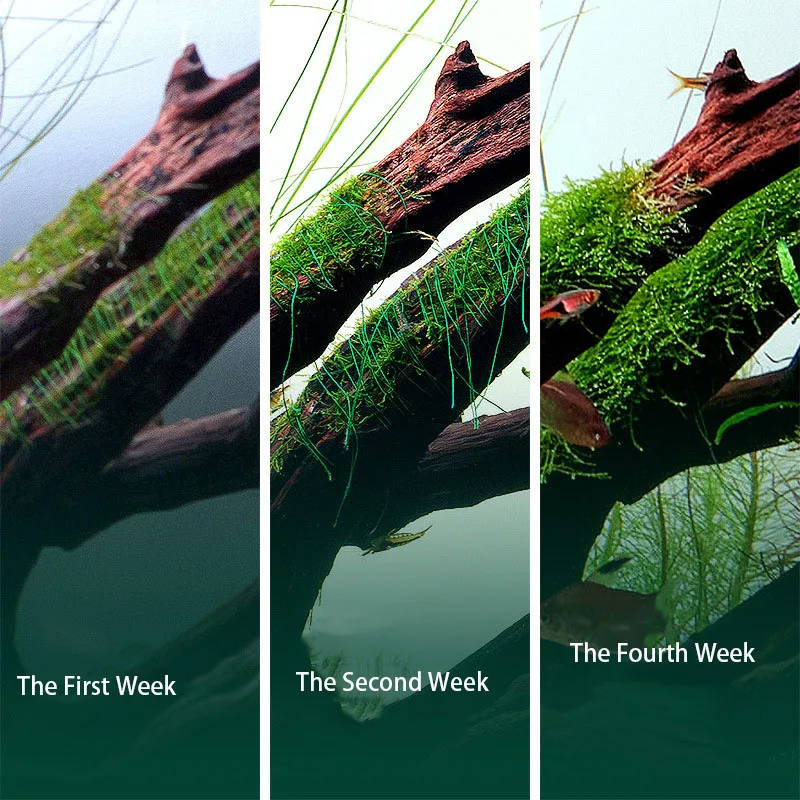 Biodegradable Aquarium Moss Th - Planted Aquarium With Rocks recension och pris