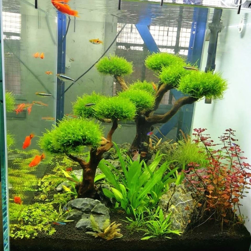 Aquarium Decoration Moss Drift - Aquarium Plant Root Tabs recension och pris